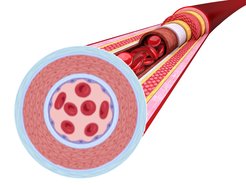 Schematischer Aufbau einer Arterie mit den verschiedenen Zellschichten