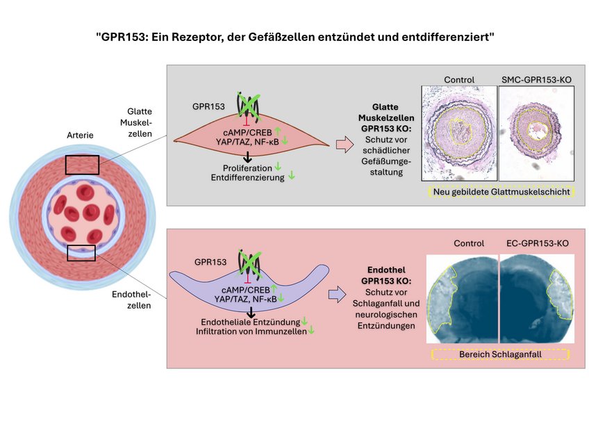 G-Protein-gekoppelte Rezeptoren (GPCRs) sind äußerst erfolgreiche Wirkstoffziele, doch die Funktion einiger GPCRs ist noch völlig unbekannt. Einer dieser rätselhaften Rezeptoren ist GPR153. GPR153 wird in Gefäßzellen als Reaktion auf Schäden hochreguliert und trägt zu ihrer entzündlichen Aktivierung und Entdifferenzierung bei.Die zelltypspezifische Inaktivierung von GPR153 (grünmarkiert) verhindert die Entdifferenzierung glatter Muskelzellen und die Entzündung des Endothels. Infolgedessen sind zelltypspezifische Knockout-Mäuse in Krankheitsmodellen wie Neointimabildung, Schlaganfall oder Multipler Sklerose geschützt.Zusammenfassend lässt sich sagen, dass GPR153 ein interessantes Ziel für die parallele Hemmung der Endothelentzündung und der Entdifferenzierung glatter Muskelzellen ist. "GPR153: Ein Rezeptor, der Gefäßzellen entzündet und entdifferenziert"