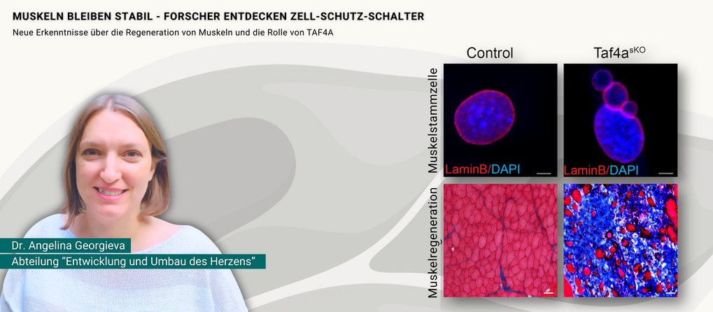 Teaser zur Pressemitteilung
