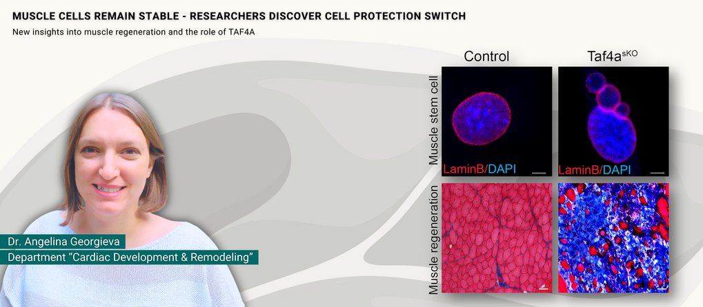 Teaser Press Release