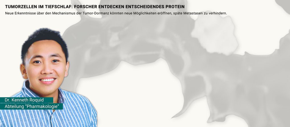 Protein in Blutgefäßen versetzt Tumorzellen in Tiefschlaf