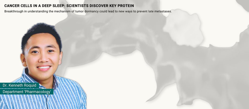 Protein in blood vessels puts tumour cells into deep sleep