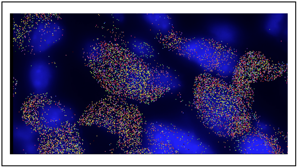 Eine Ansammlung von farbigen Punkten auf einem tiefblauen Hintergrund, die in verschiedenen Mustern angeordnet sind. Spatial Transcriptomics der sympathischen Ganglien einer Maus. Die blauen Bereiche markieren die Zellkerne, sodass man die Positionen der Zellen und die Aktivität der Gene räumlich nachvollziehen kann.