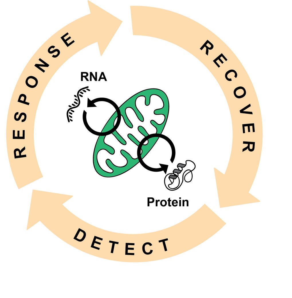 Illustration of a mitochondrion depicting RNA and protein synthesis, encircled by arrows labeled detect, response, and recover.
