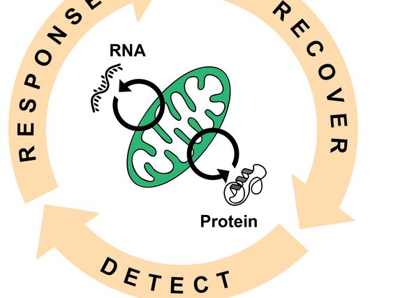 Illustration of a mitochondrion depicting RNA and protein synthesis, encircled by arrows labeled detect, response, and recover.