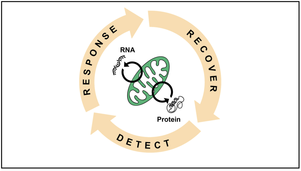 Diagram shows RNA and protein in mitochondria, surrounded by circular arrows: recognition, reaction, recovery.