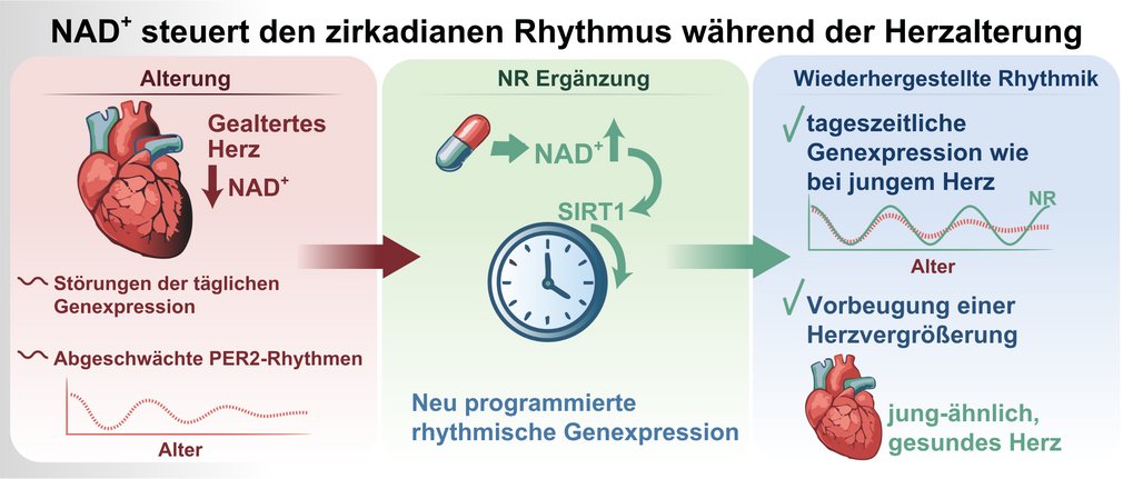 Grafik über NAD+ Auswirkung im herz