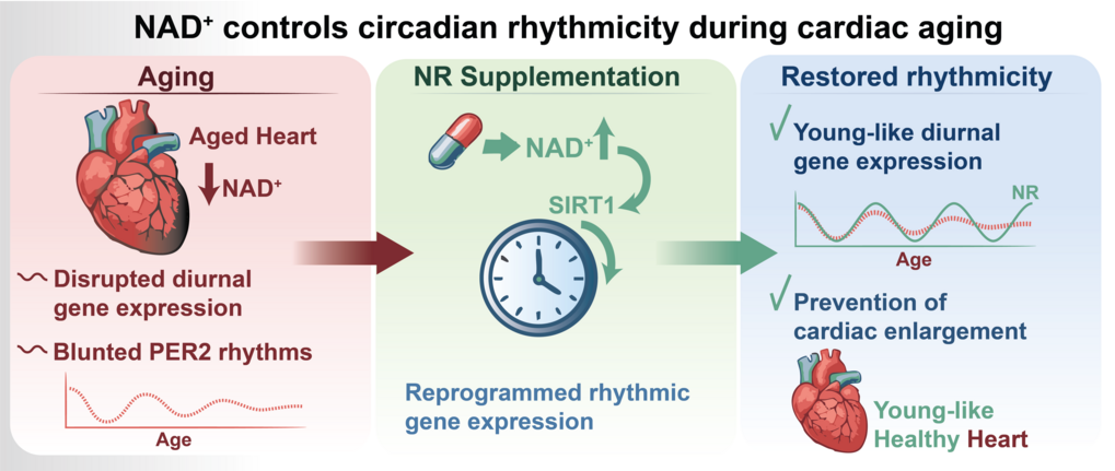 graphic of aging heart supplemented with NAD+