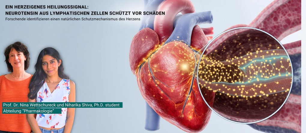 Herz mit angiocrinen Aspekt