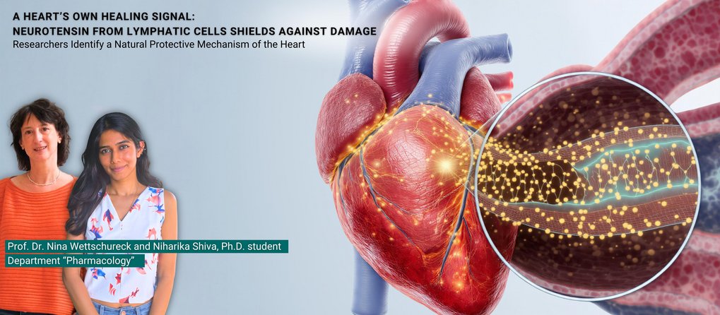 Heart with an angiocrine appearance