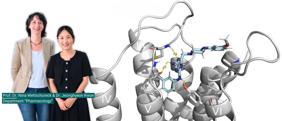 Teaser to Press Release "When receptors stop working together"