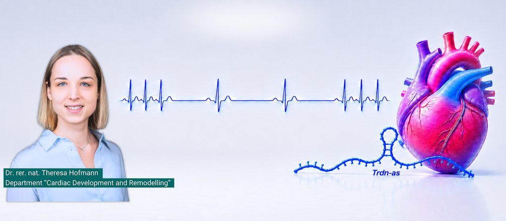 Illustration eines menschlichen Herzens mit einer blau dargestellten, nicht-kodierenden RNA TRDN-AS im Vordergrund. Im Hintergrund ist eine stilisierte EKG-Linie mit unterschiedlich regelmäßigen Herzschlägen zu sehen. Die Darstellung verdeutlicht die Rolle von TRDN-AS bei der Regulation des Herzrhythmus.