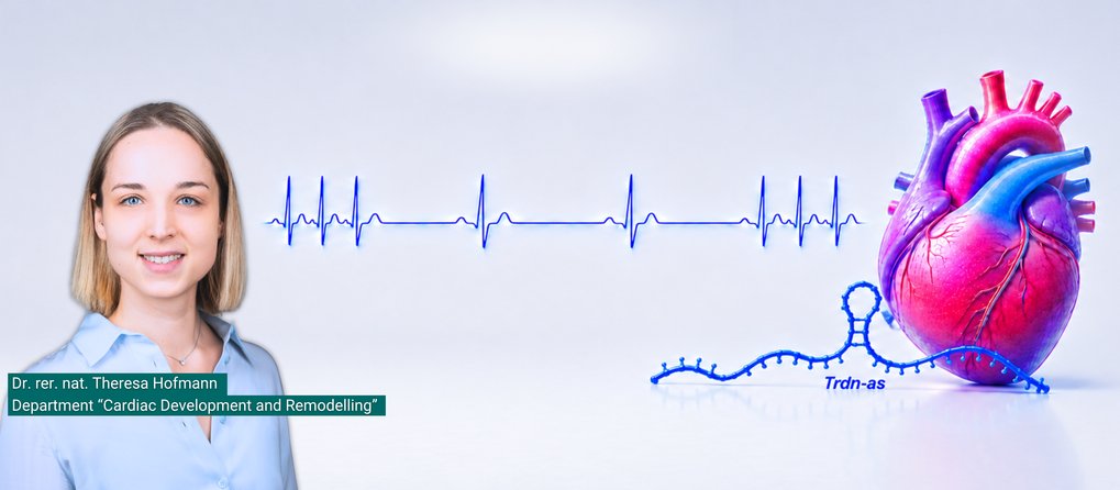 Illustration eines menschlichen Herzens mit einer blau dargestellten, nicht-kodierenden RNA TRDN-AS im Vordergrund. Im Hintergrund ist eine stilisierte EKG-Linie mit unterschiedlich regelmäßigen Herzschlägen zu sehen. Die Darstellung verdeutlicht die Rolle von TRDN-AS bei der Regulation des Herzrhythmus.
