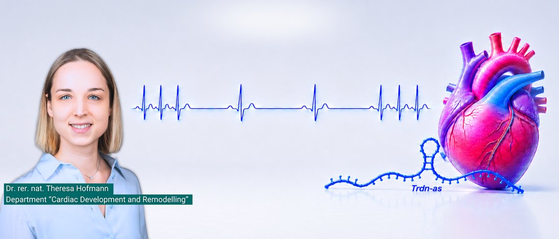 Illustration eines menschlichen Herzens mit einer blau dargestellten, nicht-kodierenden RNA TRDN-AS im Vordergrund. Im Hintergrund ist eine stilisierte EKG-Linie mit unterschiedlich regelmäßigen Herzschlägen zu sehen. Die Darstellung verdeutlicht die Rolle von TRDN-AS bei der Regulation des Herzrhythmus.