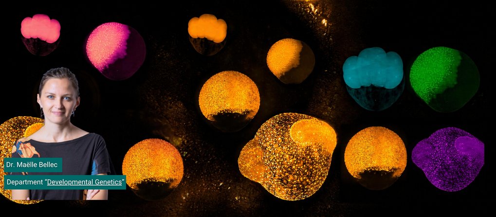 Porträt von Dr. Maëlle Bellec vor einem dunklen Hintergrund mit fluoreszenzfarbenen Aufnahmen verschiedener Zebrafischembryonen in unterschiedlichen Entwicklungsstadien. Die Embryonen leuchten in Orange, Pink, Grün, Blau und Violett. Neben dem Porträt stehen die Angaben „Dr. Maëlle Bellec“ und „Department Developmental Genetics“.
