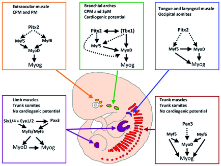 Fig. 1: Different ways to activate the genetic program of muscle differentiation. All muscle cells express a core set of myogenic factors (e.g. Myf5, Myf6, MyoD and Myogenin), which is required for myogenic differentiation. Other transcription factors reflect lineage-specific differences and are necessary for activation of myogenic factors and/or proliferation and survival of muscle progenitor cells. Muscle groups from the head (yellow, green, blue) are derived from occipital somites, cranial paraxial mesoderm (CPM), splanchnic mesoderm (SpM), and prechordal mesoderm (PM), whereas muscles from the trunk (red) and the limbs (magenta) are all derived from trunk somites. Note that some non-somitic lineages (green) show cardiogenic differentiation potential, which is absent in somatic and limb muscle lineages. Fig. 1: Different ways to activate the genetic program of muscle differentiation. All muscle cells express a core set of myogenic factors (e.g. Myf5, Myf6, MyoD and Myogenin), which is required for myogenic differentiation. Other transcription factors reflect lineage-specific differences and are necessary for activation of myogenic factors and/or proliferation and survival of muscle progenitor cells. Muscle groups from the head (yellow, green, blue) are derived from occipital somites, cranial paraxial mesoderm (CPM), splanchnic mesoderm (SpM), and prechordal mesoderm (PM), whereas muscles from the trunk (red) and the limbs (magenta) are all derived from trunk somites. Note that some non-somitic lineages (green) show cardiogenic differentiation potential, which is absent in somatic and limb muscle lineages.