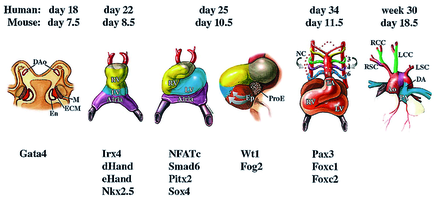 Fig. 2: Schematic representation of cardiac development. Approximate human and murine gestational ages are indicated above the drawings and active transcription factors at respective stage are listed below. A schematic cross section through an early embryo is shown in the first panel to indicate the bilaterally symmetric cardiac structures composed of an endocardial tube (En) separated by an extracellular matrix (ECM) from the myocardial precursors (M). Bilateral dorsal aortae (DAo) are indicated. The second panel shows a frontal view of the midline cardiac tube. Gene expression analysis reveals early specification of chambers including right ventricle (RV) and left ventricle (LV) and atrium. Panels 3 and 4 represent frontal and left lateral views, respectively, of a looped heart tube. The pro-epicardial organ (ProE) is located posteriorly and gives rise to epicardial cells (Ep, shown in brown) that migrate over the ventricles, as indicated by arrows. Panels 5 and 6 depict vascular remodeling. The aortic arches in panel 5 (numbered) are populated by neural crest cells (NC, arrows) and are color coded to match the mature arterial segments indicated in panel 6. TA, truncus arteriosus. RSC, right subclavian artery. RCC, right carotid artery. LCC, left carotid artery. LSC, left subclavian artery. DA, ductus arteriosus. Ao, aorta. PA, pulmonary artery. Taken from Epstein and Buck (Pediatr Res 48: 717–724, 2000). Fig. 2: Schematic representation of cardiac development. Approximate human and murine gestational ages are indicated above the drawings and active transcription factors at respective stage are listed below. A schematic cross section through an early embryo is shown in the first panel to indicate the bilaterally symmetric cardiac structures composed of an endocardial tube (En) separated by an extracellular matrix (ECM) from the myocardial precursors (M). Bilateral dorsal aortae (DAo) are indicated. The second panel shows a frontal view of the midline cardiac tube. Gene expression analysis reveals early specification of chambers including right ventricle (RV) and left ventricle (LV) and atrium. Panels 3 and 4 represent frontal and left lateral views, respectively, of a looped heart tube. The pro-epicardial organ (ProE) is located posteriorly and gives rise to epicardial cells (Ep, shown in brown) that migrate over the ventricles, as indicated by arrows. Panels 5 and 6 depict vascular remodeling. The aortic arches in panel 5 (numbered) are populated by neural crest cells (NC, arrows) and are color coded to match the mature arterial segments indicated in panel 6. TA, truncus arteriosus. RSC, right subclavian artery. RCC, right carotid artery. LCC, left carotid artery. LSC, left subclavian artery. DA, ductus arteriosus. Ao, aorta. PA, pulmonary artery. Taken from Epstein and Buck (Pediatr Res 48: 717–724, 2000).