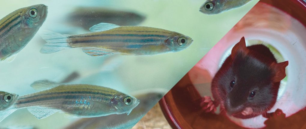 Experimentaltierhaltung Experimentaltierhaltung