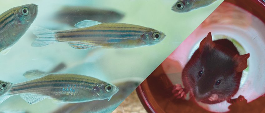 Experimentaltierhaltung Experimentaltierhaltung