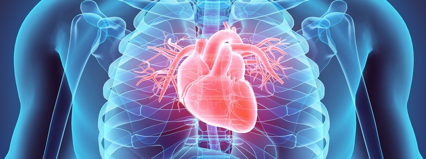 Cardiac Development and Remodelling (Dept. I)