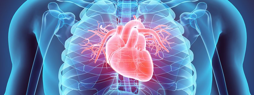 Entwicklung und Umbau des Herzens (Abt. I) Entwicklung und Umbau des Herzens (Abt. I)