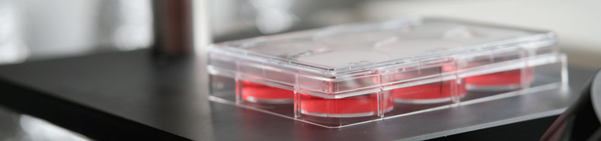 Cell Polarity and Organogenesis Lab Cell Polarity and Organogenesis Lab