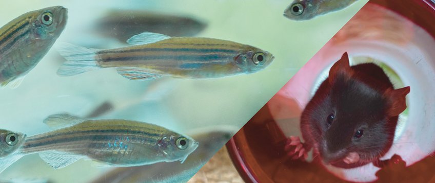 Animal Facility Animal Facility