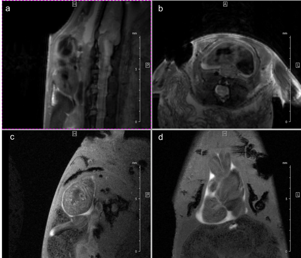 Fig. 3: Newt heart MRI. In the upper panel two localizer scans (RARE method (rapid acquisition with relaxation enhancement) with a repetition time of 2500 ms, echo time of 36.7 ms, slice thickness/interslice distance: 0.50/0.50 mm, field of view 2.50x2.50 cm2 and a matrix of 256/256 (a)) are shown: two 2-chamber views (a,b). In the lower panel an image of the ventricle in axial (c) and coronal (d) orientation is presented. We imaged the animal with an Intragate Flash (Fast Low Angle Shot) sequence: repetition time: 5.6 ms; echo time: 2.9 ms; oversampling: 150 (c) or 300 (d); flip angle: 10 deg; slice thickness/interslice distance: 0.3/0.3 mm; FOV: 15x15 mm and  matrix: 256/256 (c) or 128/128 (d) using the 72 mm volume transmit-only room temperature and the cryogenic 4 element 1H array receive-only coil.