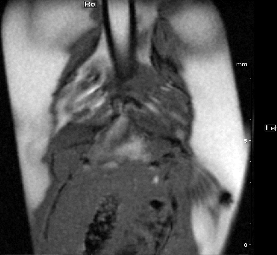 Fig. 4b: Zebrafish heart MRI. 3-chamber views of zebrafish heart derived from a cine IG FLASH sequence (echo time = 4.2 ms; repetition time = 8.2 ms; flip angle 10°; slice thickness = 0.3 mm; in-plane resolution: 59 x 59 µm²) with the 72 mm volume transmit-only room temperature and the cryogenic 4 element 1H array receive-only coil are shown. (a): Zebrafish is positioned supine in a closed flow chamber with constant water flow.