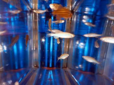 Mehrere gestreifte Fische schwimmen in einem hell beleuchteten, reflektierenden blauen Aquarium.