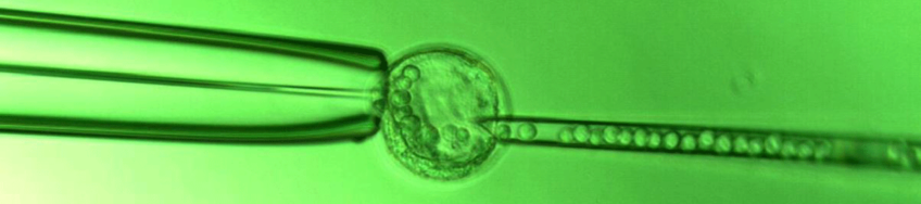 Transgenic Services Transgenic Services